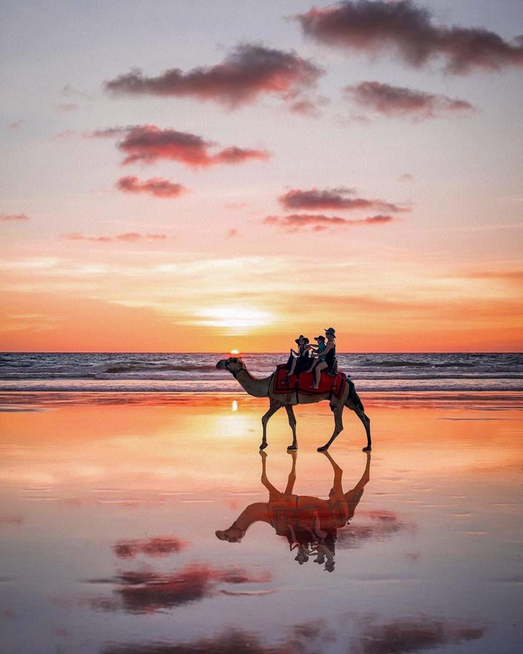 Broome Australien, Kamelreiten Am Strand