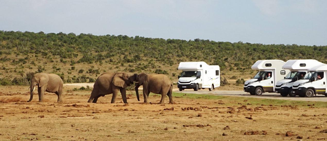 Drei Bobo Campers Wohnmobile beobachten eine Elefantenherde 